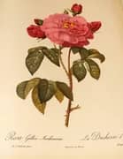 Rosa Gallica Aurelianensis By Pierre-Joseph Redoute