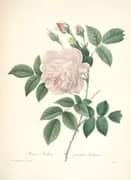 Rosa Hume's Blush Tea Scented China By Pierre-Joseph Redoute