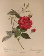 Rosa Indica Cruenta By Pierre-Joseph Redoute