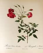 Rosa Indica Sertulata By Pierre-Joseph Redoute