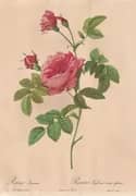 Rosa Inermis By Pierre-Joseph Redoute