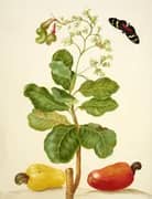 Branch of Cashew By Maria Sibylla Merian