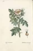 Rosa Kamtchatica By Pierre-Joseph Redoute