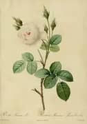 Rosa Muscosa Alba By Pierre-Joseph Redoute