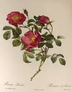 Rosa Pumila By Pierre-Joseph Redoute