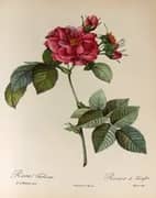 Rosa Turbinata By Pierre-Joseph Redoute