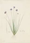 Sowerbaea Juncea By Pierre-Joseph Redoute