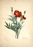 Tagetes By Pierre-Joseph Redoute
