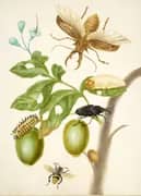 Branch of Genipapo With Long Horned Beetle By Maria Sibylla Merian