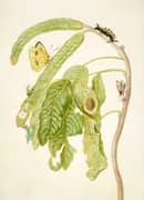 Branch of Inga With Cloudless Sulphur Butterfly By Maria Sibylla Merian