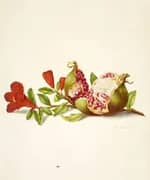 Branch of Pomegranate By Maria Sibylla Merian