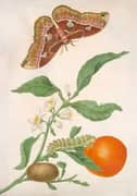 Branch of Seville Orange With Rothschildia Moth By Maria Sibylla Merian