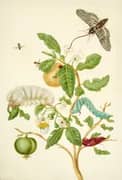 Branch of Sour Guava With Carolina Sphinx Moth By Maria Sibylla Merian