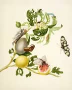 Branch of Sour Guava With Melantho Tigerwing Butterfly and Flannel Moth By Maria Sibylla Merian