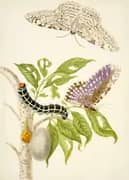 Branch of the Gumbo Limbo Tree With White Witch Moth By Maria Sibylla Merian