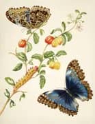 Branch of West Indian Cherry With Achilles Morpho Butterfly By Maria Sibylla Merian