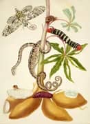 Cassava Root With Garden Tree Boa Sphinx Moth and Treehopper By Maria Sibylla Merian