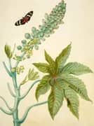 Castor Oil Plant With Ricini Longwing Butterfly By Maria Sibylla Merian