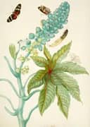 Castor Oil Plant With Ricini Longwing Butterfly C1705 By Maria Sibylla Merian