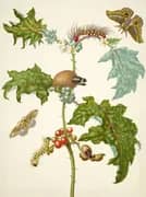 Coconilla With Silk Moth and Molippa Nibasa Moth By Maria Sibylla Merian