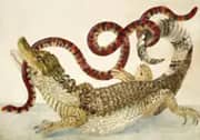 Common or Spectacled Caiman With South American False Coral Snake By Maria Sibylla Merian