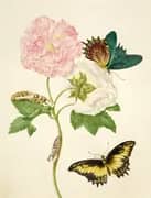 Confederate Rose With Androgeus Swallowtail Butterfly and Julia Butterfly By Maria Sibylla Merian