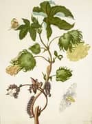 Cotton Bush With Helicopis Butterfly and Tiger Moth By Maria Sibylla Merian