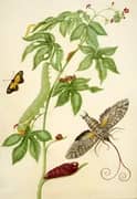 Cotton Leaf Physicnut With Giant Sphinx Moth By Maria Sibylla Merian