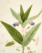 Field Bindweed and Russian Comfrey By Maria Sibylla Merian