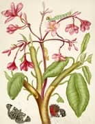 Frangipani Plant With Red Cracker Butterfly By Maria Sibylla Merian