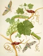 Grape Vine With Vine Sphinx Moth and Satellite Sphinx Moth By Maria Sibylla Merian