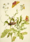 Helichrysum With Castnid Moth and Harlequin Beetle By Maria Sibylla Merian