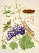Grape Vine With Gaudy Sphinx Moth By Maria Sibylla Merian