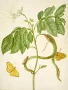 Icecream Bean Tree With Cloudless Sulphur Butterfly By Maria Sibylla Merian