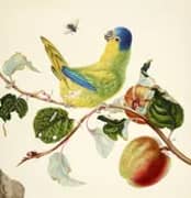 Lory on a Branch of Apple By Maria Sibylla Merian