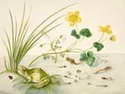 Marsh Marigold With the Life Stages of a Frog By Maria Sibylla Merian