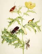 Mexican Poppy With Longhorn Beetle, Mallodon Spinibarbe Beetle and Flat Faced Longhorn Beetle By Maria Sibylla Merian