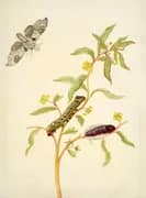 Mexican Primrose Willow With Madoryx Bubastus Moth By Maria Sibylla Merian