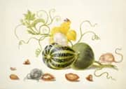 Mice With Squash and Nuts By Maria Sibylla Merian
