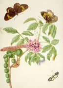 Muellera Frutescens With Brush Footed and Clearwing Butterflies By Maria Sibylla Merian