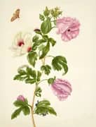 Okra By Maria Sibylla Merian