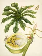 Papaya Plant With Nymphidium Butterfly By Maria Sibylla Merian