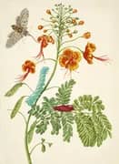 Peacock Flower With Carolina Sphinx Moth By Maria Sibylla Merian