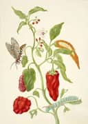 Pepper Plant With Carolina Sphinx Moth By Maria Sibylla Merian