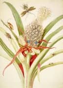 Pineapple With Cockroaches By Maria Sibylla Merian