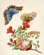 Pomegranate and Menelaus Blue Morpho Butterfly By Maria Sibylla Merian
