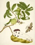 Prickly Custard Apple With Hawkmoth and Tussock or Flannel Moth By Maria Sibylla Merian