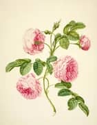 Provence Rose By Maria Sibylla Merian