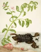 Shoreline Purslane and Suriname Toad By Maria Sibylla Merian