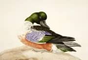 Shoveler Duck By Maria Sibylla Merian